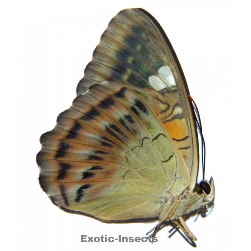 Parthenos aspila