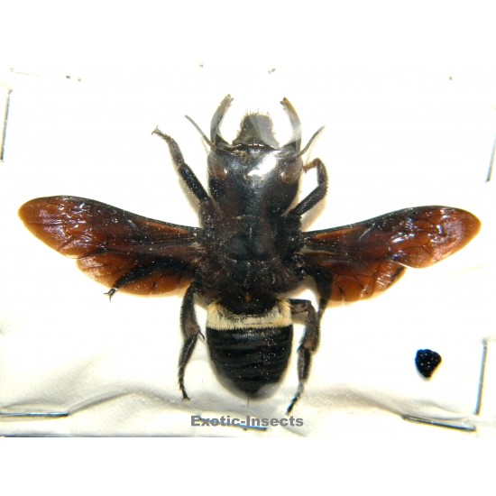 Megachile pluto (38mm)...