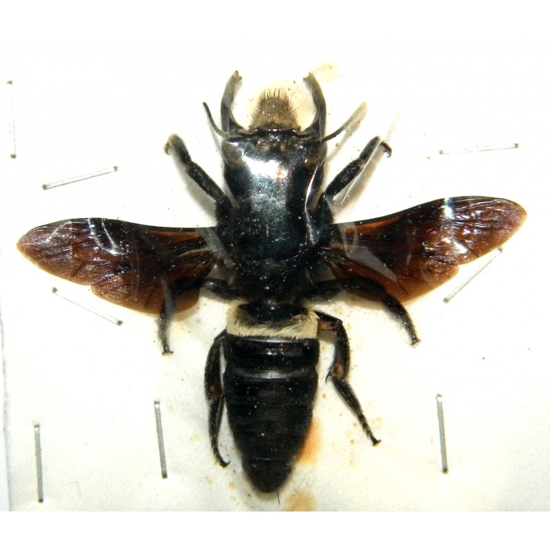 Megachile pluto (48mm)  SPECIMEN 2