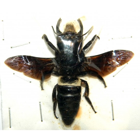 Megachile pluto (48mm)  SPECIMEN 2