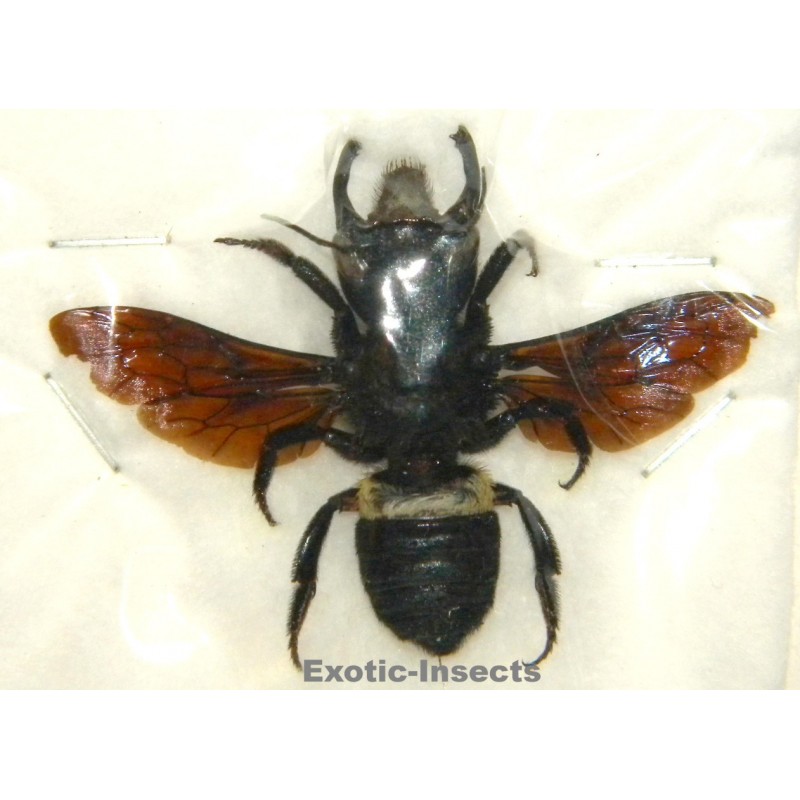 Megachile pluto (38mm)  SPECIMEN 1