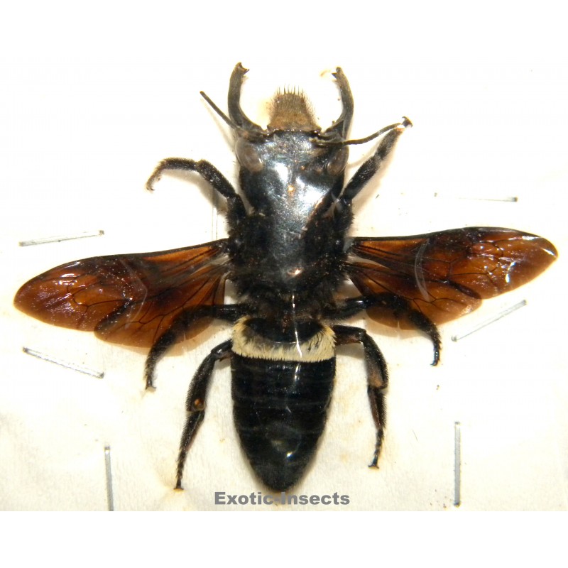 Megachile pluto (46mm)  SPECIMEN 7