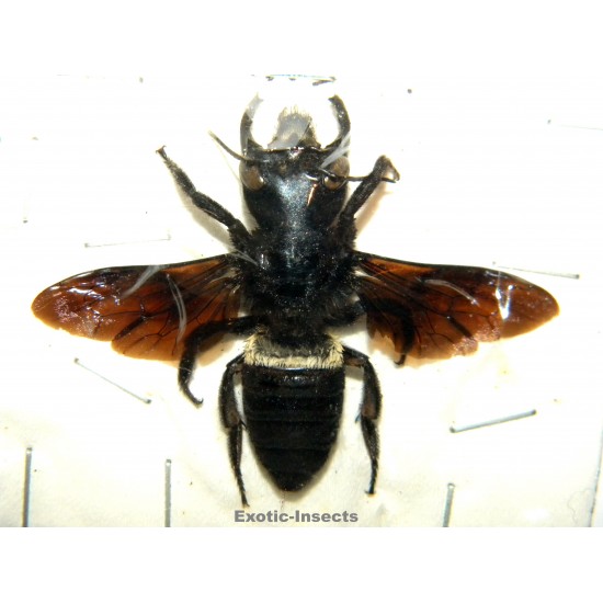 Megachile pluto (41mm)...