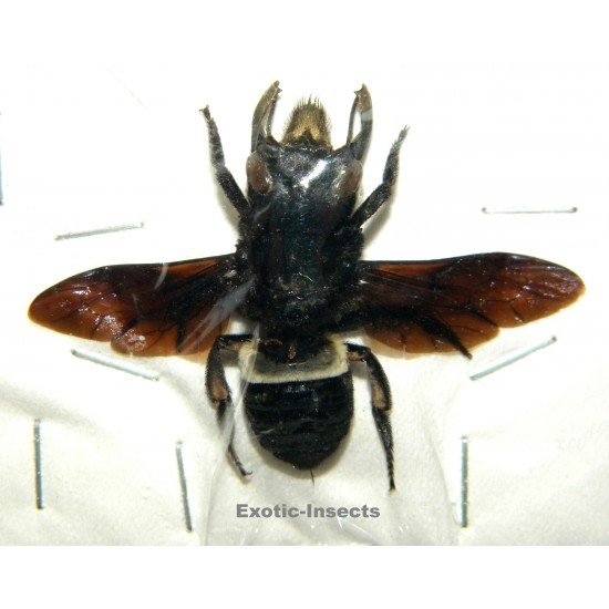 Megachile pluto (37mm)...