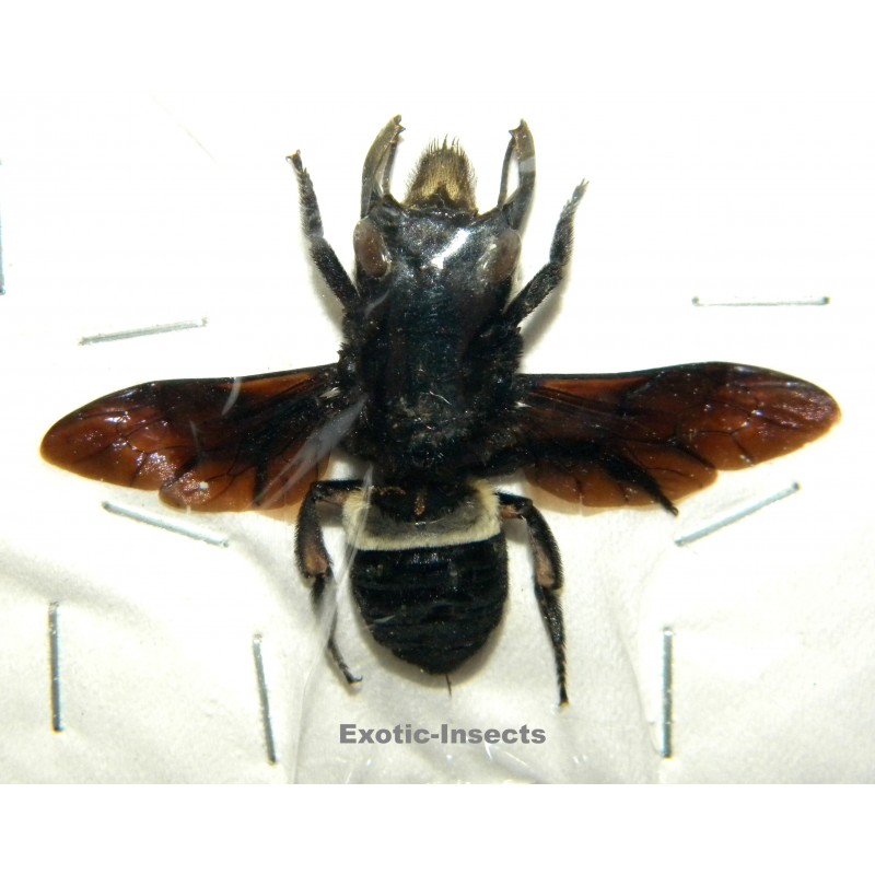 Megachile pluto (37mm)  SPECIMEN 9