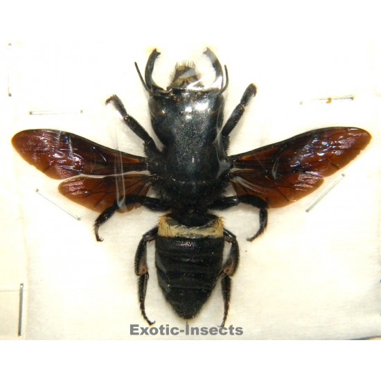 Megachile pluto (46mm)...
