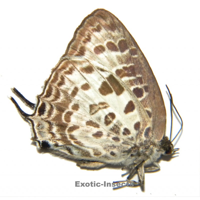 Arhopala wildei
