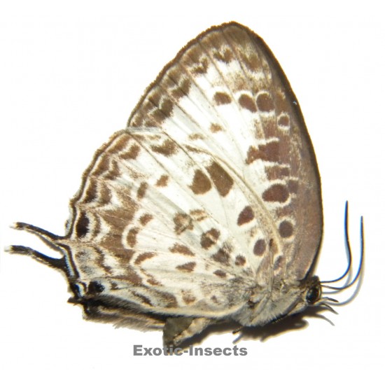 Arhopala wildei