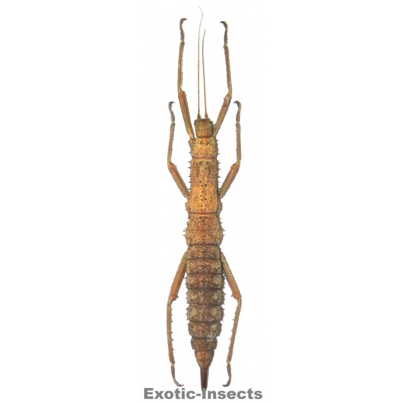 Eurycantha insularis