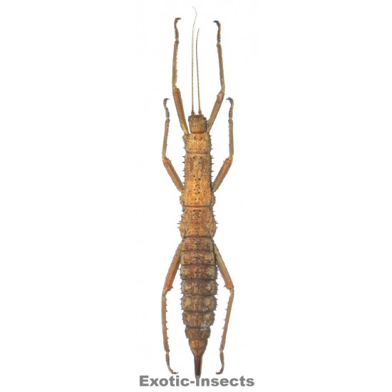 Eurycantha insularis