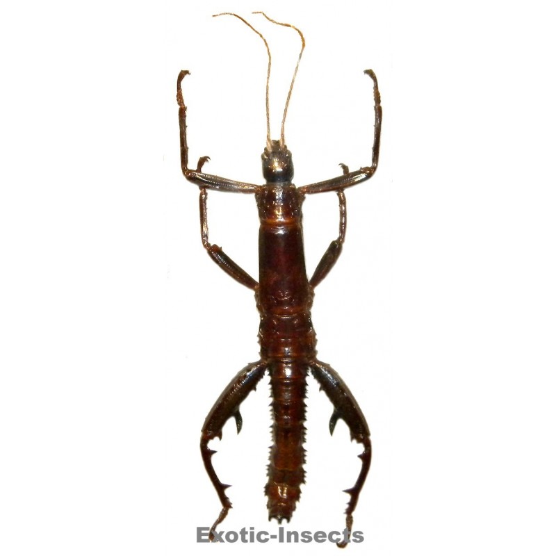 Eurycantha immunis