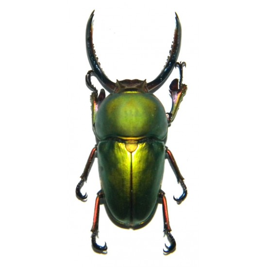 Lamprima adolphinae (30-40mm)