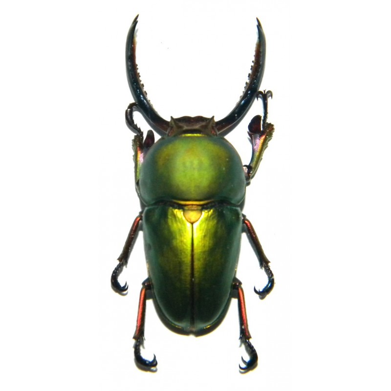 Lamprima adolphinae (30-40mm)