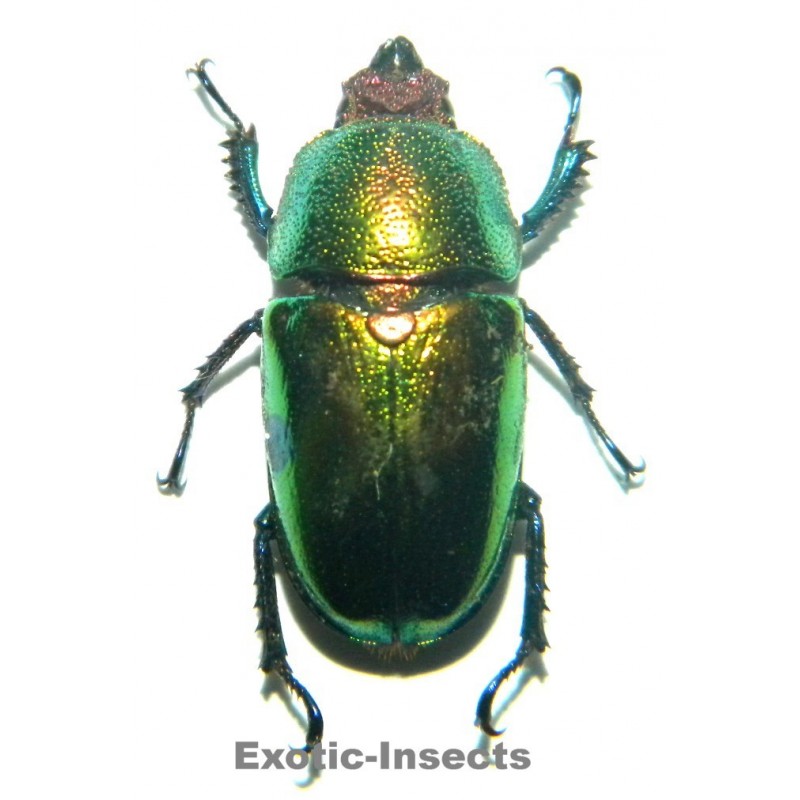 Lamprima adolphinae