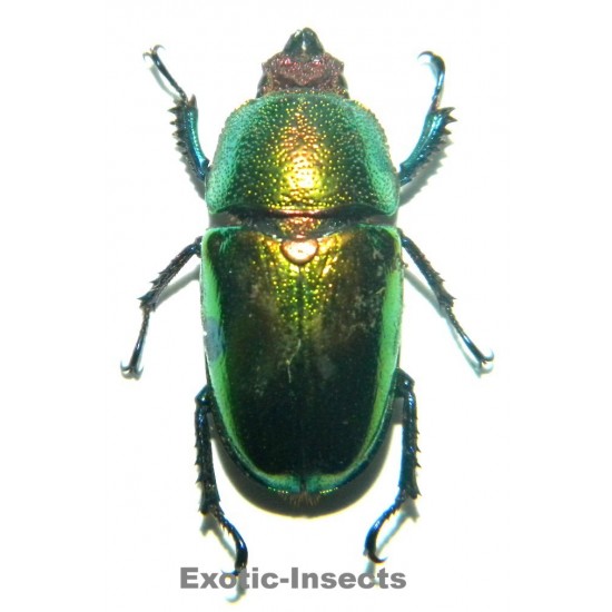 Lamprima adolphinae
