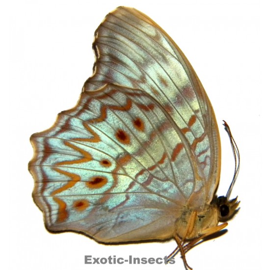 Terinos taxiles banggaiensis