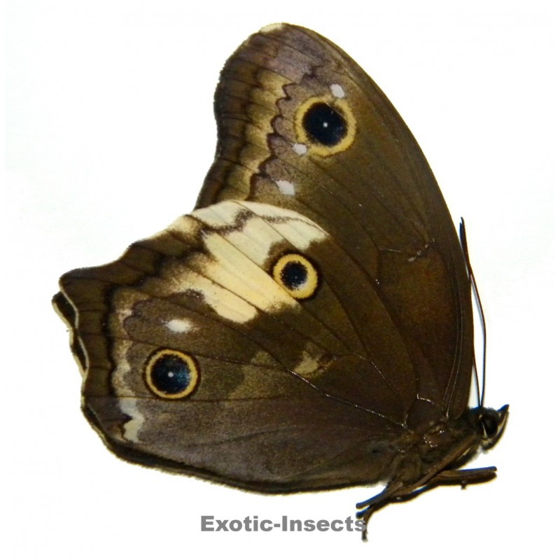 Neorina lowii mentawaiensis