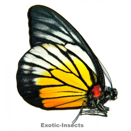 Prioneris philonome themana