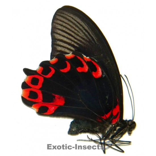 Papilio deiphobus deiphontes