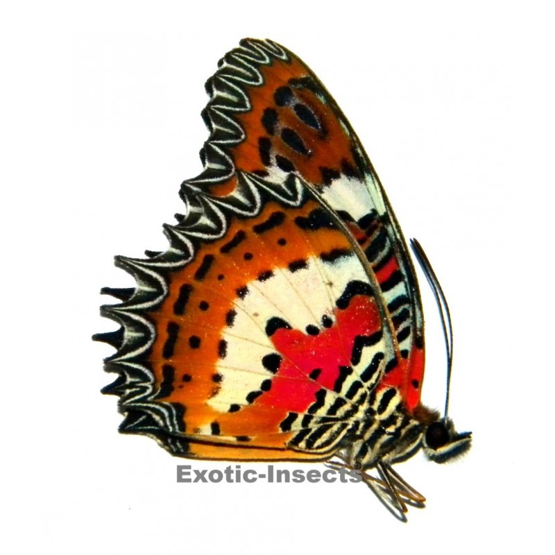 Cethosia hypsea munjava