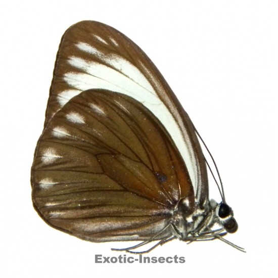 Pareronia chinki
