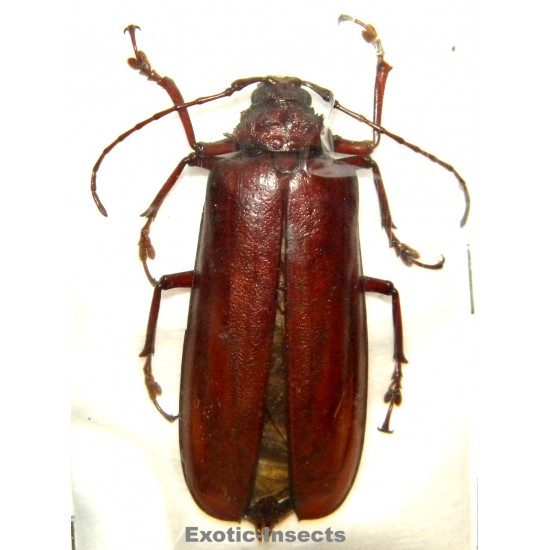 Xaurus depsarius (53mm)...