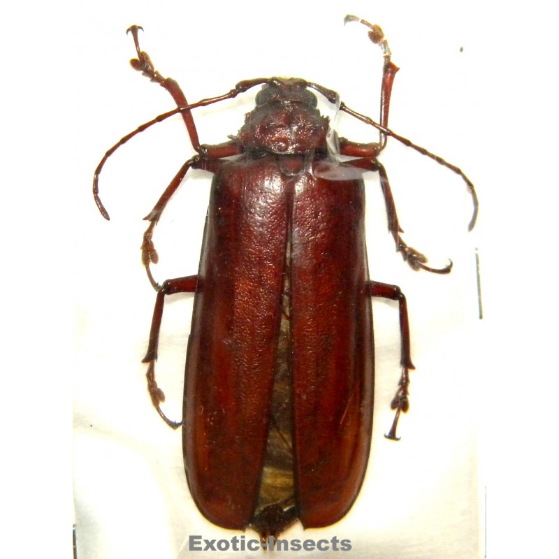 Xaurus depsarius (53mm)  SPECIMEN 01