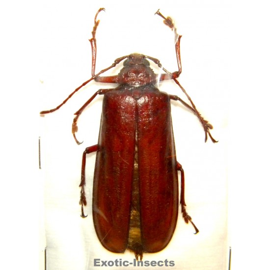 Xaurus depsarius (53mm)  SPECIMEN 02
