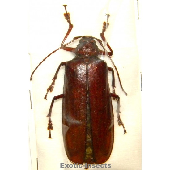 Xaurus depsarius (57mm)  SPECIMEN 03