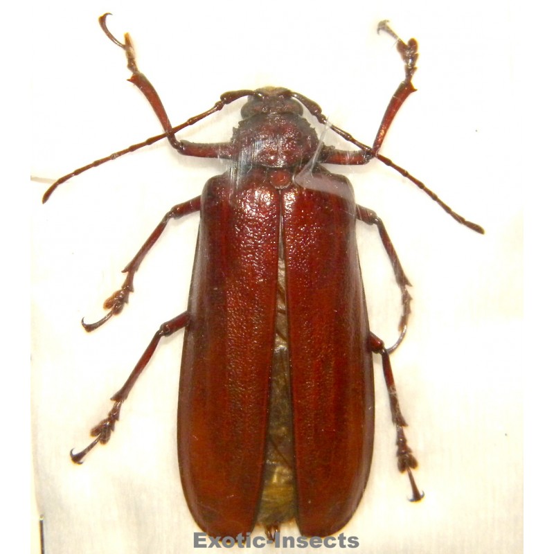 Xaurus depsarius (51mm)  SPECIMEN 04
