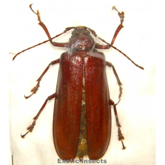 Xaurus depsarius (51mm)  SPECIMEN 04