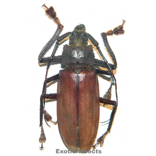 Remphan simeuluensis...