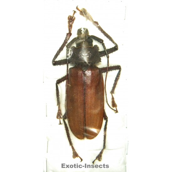 Remphan simeuluensis...