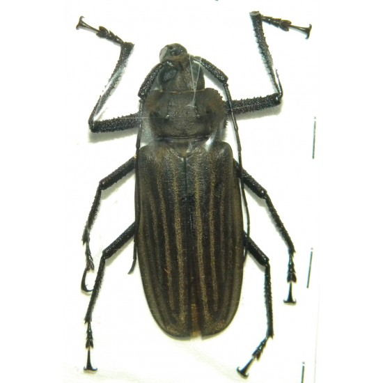 Xixuthrus helleri  (60-64mm)