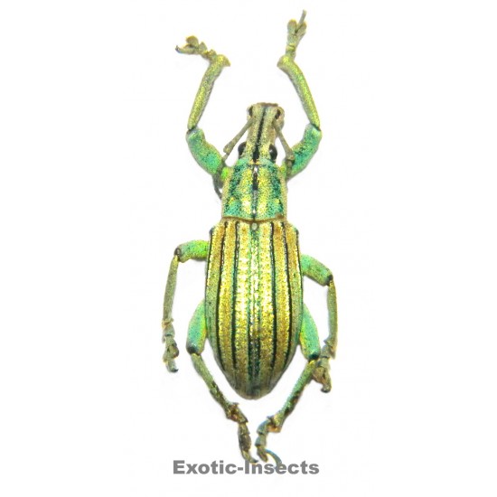 Celebia sp.02