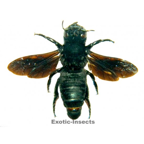 Megachile sp.04 (pluto?)
