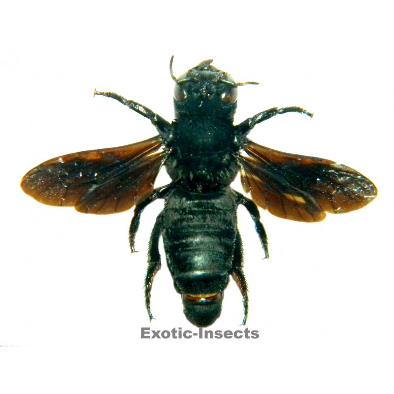 Megachile sp.04 (pluto?)