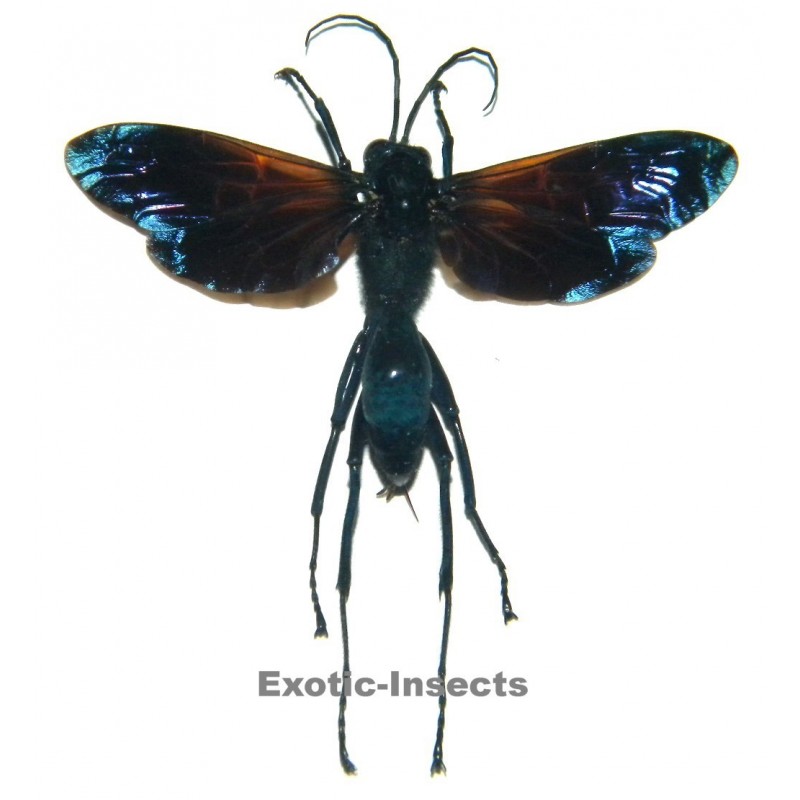 Macromeris sp.01