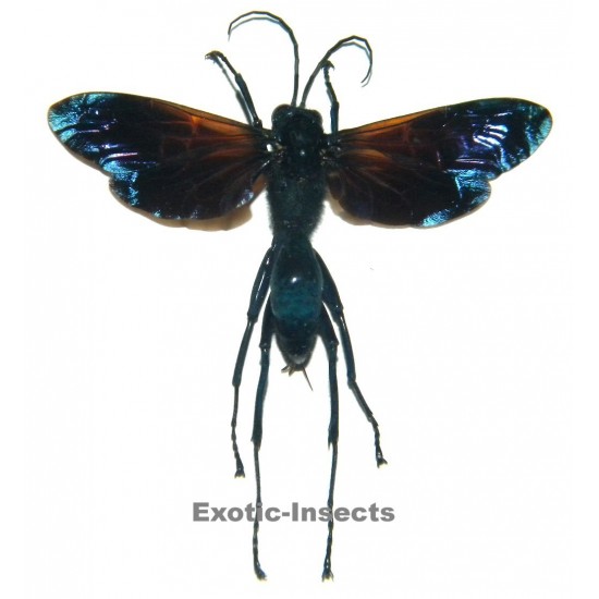 Macromeris sp.01