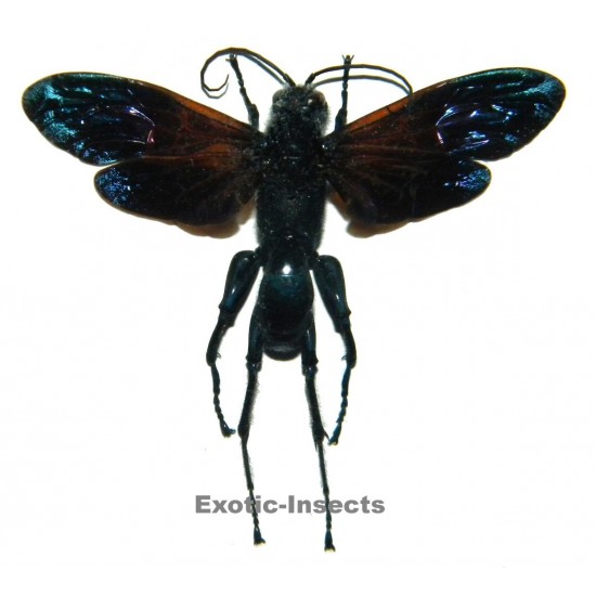 Macromeris sp.01