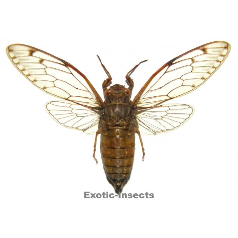 Cicadidae sp.11