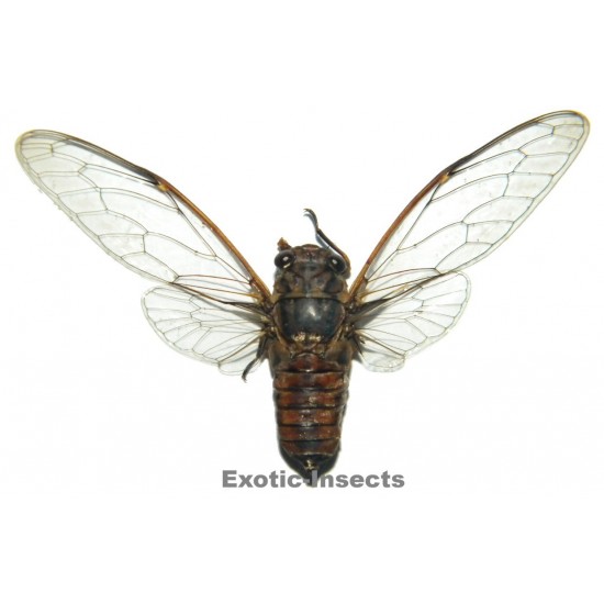 Cicadidae sp.12