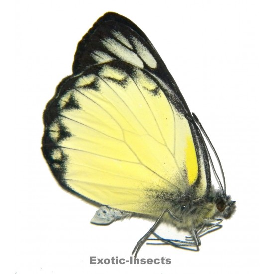 Delias belisama belisama  YELLOW FORM