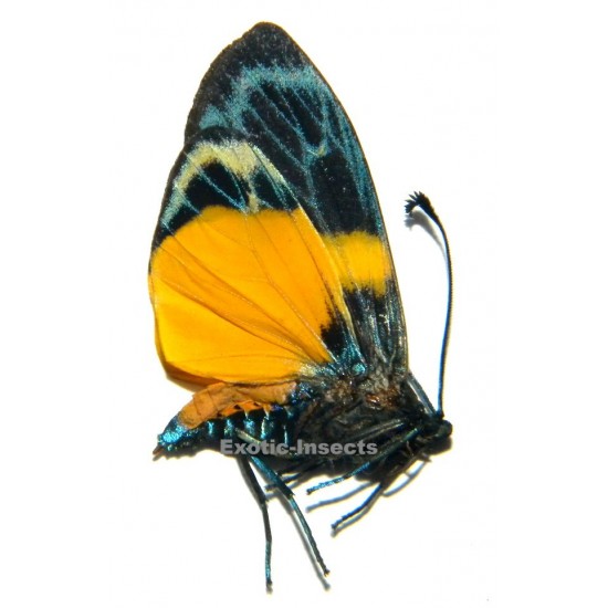 Eterusia risa javanica