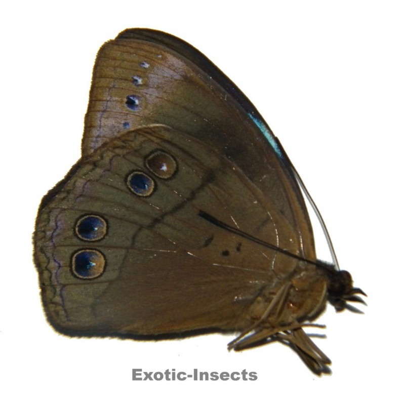 Amnosia decora decora