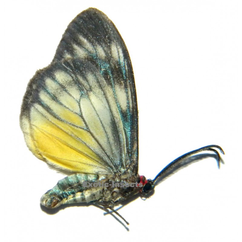 Mileria adalifa