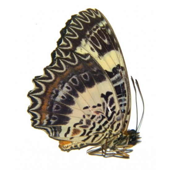Cethosia tambora sumbana