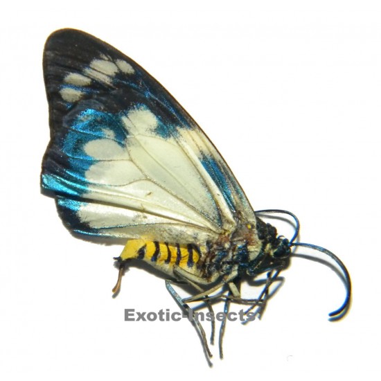 Psaphis albivitta albivitta  WHITE FORM