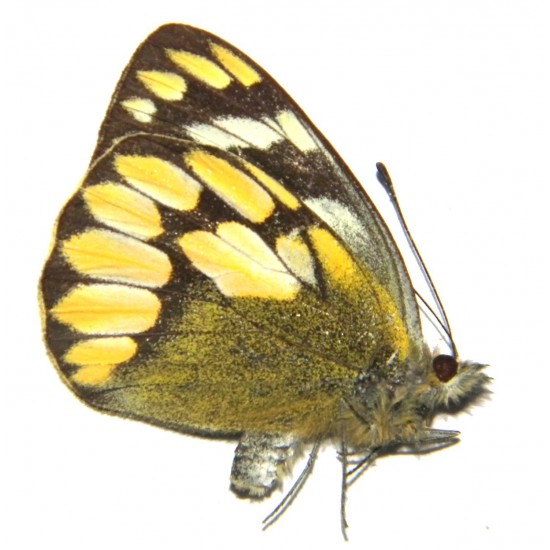 Delias schoenigi schoenigi