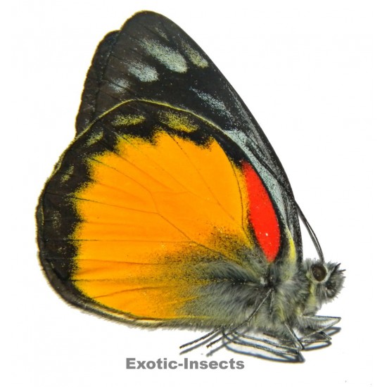 Delias oraia bratana